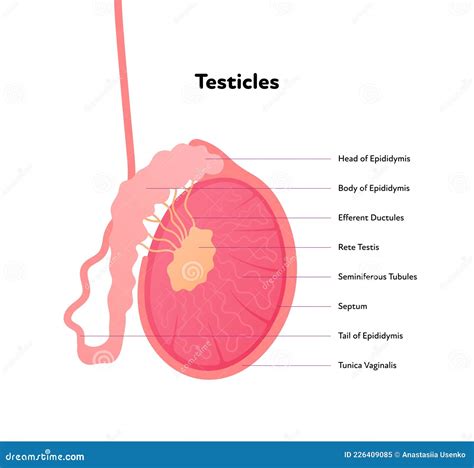 cock image|Category : Photographs of scrotum and testicles